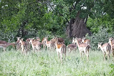 Delhi's Deer Park loses its "mini zoo" tag, its deer to be relocated