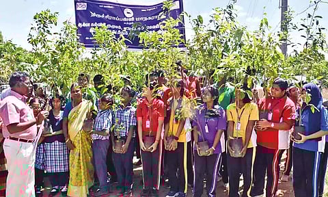 Tiruchy civic officials and school students during planting of saplings