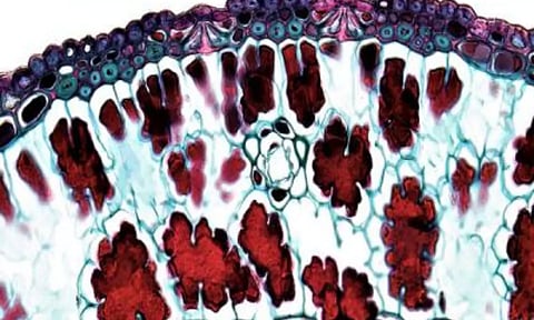 Representative image (Photo: ANI)