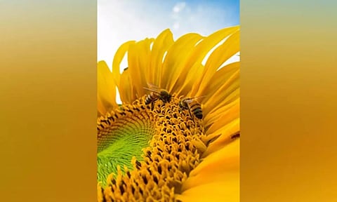 Representative Image. ANI 