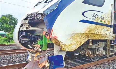 VB Express to get nose job over cattle collision