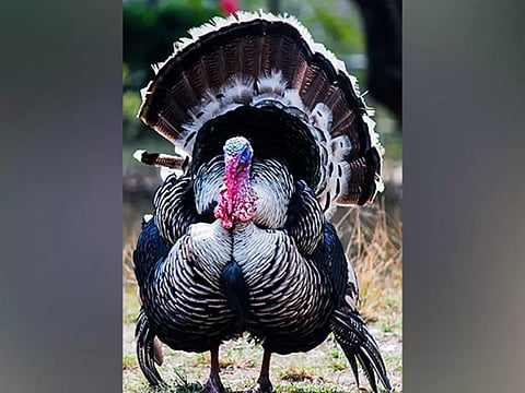 Representative image (picture credit:ANI)