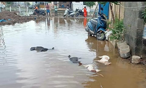 The carcasses of the four canines lay there until the EB linemen turned off power supply