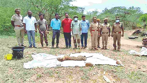 Female leopard died in a suspected territorial fight in Coimbatore forest area