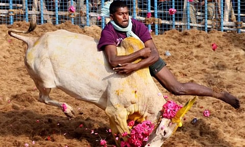 A participant during the Jallikattu (bull taming) competition, in Coimbatore. (PTI)