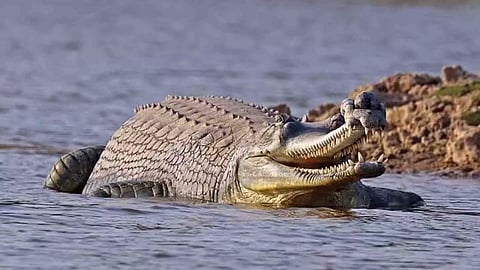 Representative Image