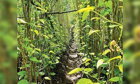 Representative image