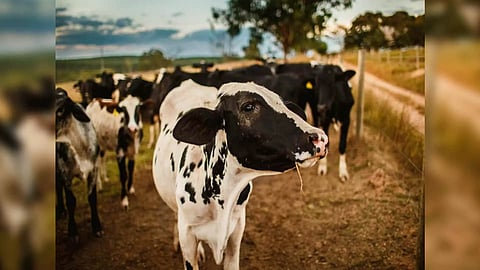 Representative Image (Photo: ANI)