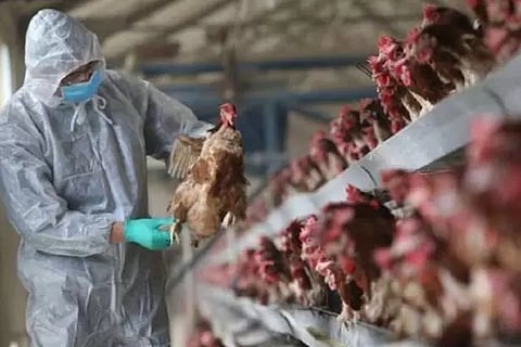 South Korea detects H5N1 bird flu in two cats at shelter