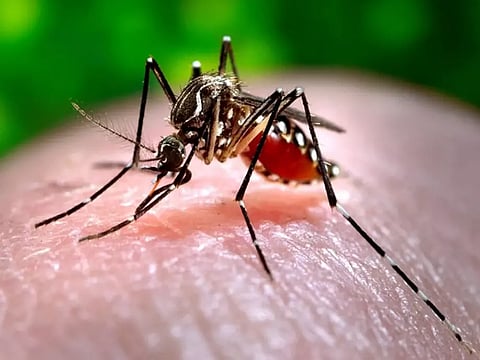 Bangladesh fears record high death toll from dengue outbreak