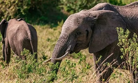 Mother killed, college student hurt as wild elephant on rampage in Pandalur