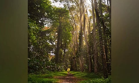 Research reveals tropical trees use social distancing to maintain biodiversity