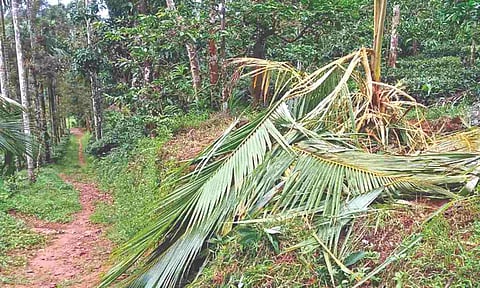 Damages caused by a wild elephant in Gudalur