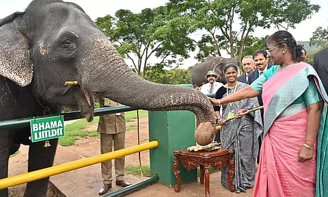Murmu at Theppakadu elephant camp in TN. Twitter - @rashtrapatibhvn