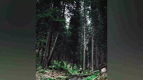 Representative Image (Photo: ANI)