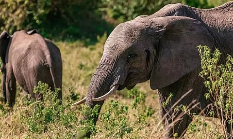 Elephant population in Tamil Nadu increases by 200