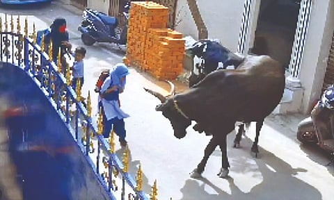 Video grab of 9-year-old Ayesha being attacked by the cow.
