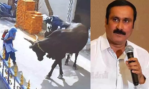 Video grab of 9-year-old Ayesha being attacked by the cow; PMK president Anbumani Ramadoss