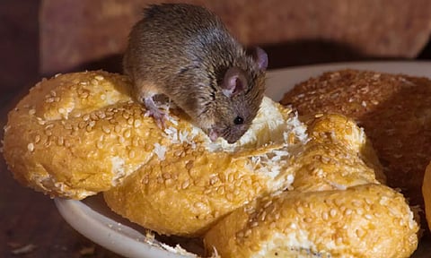 Representative Image (IANS)