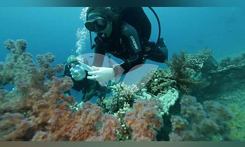 Coral Reefs in the Gulf of Eilat (Image: ANI)