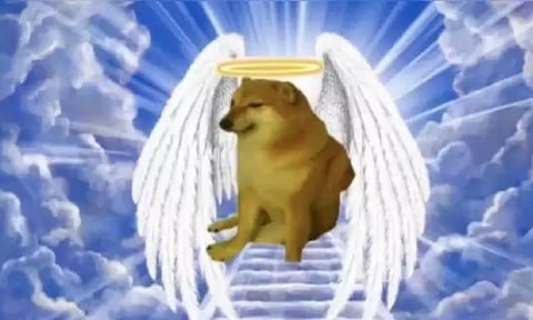 Viral Meme Dog 'Cheems' has crossed the rainbow bridge (Photo:Twitter)