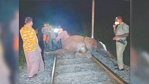 Carcass of an elephant run over by train