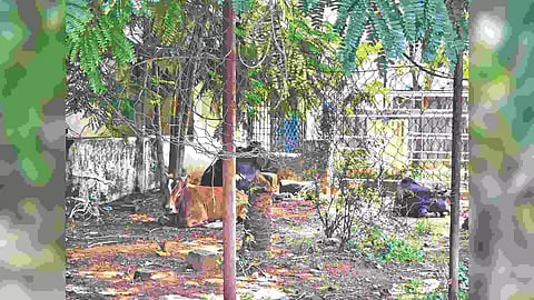 Cattle taking shelter in the park