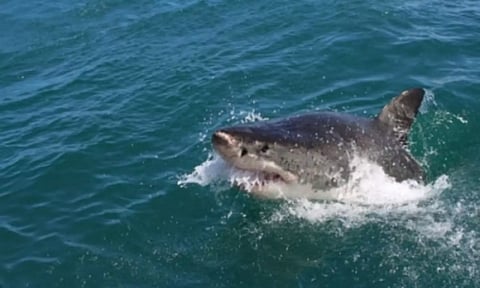 Shark Attack In Australia Beaches Closes (Image: IANS)