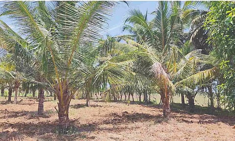 Coconut trees regrown at Peravurani in Thanjavur
