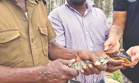 The crocodile found in Balaji Thangavel’s house