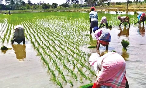 West Bengal migrants working in fields at Nemili (file photo)
