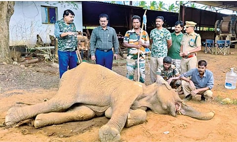 Wild elephant died