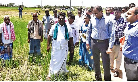 Agriculture Secretary C Samayamoorthy inspecting the paddy fields in Thanjavur on Wednesday