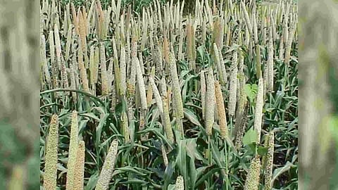 Representative Image (Photo/IANS)