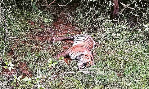 Carcasses Tigers