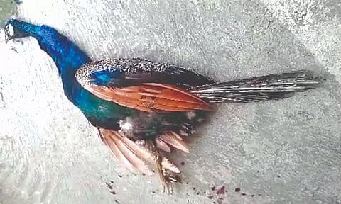 Peahen found dead on platform at Arakkonam railway station