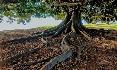 Representative Image (Image: ANI)