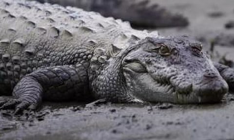 Representative Image (IANS)