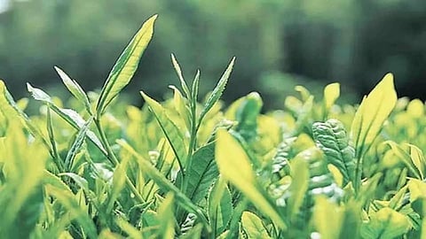 'Present tea auction system not helping in optimum price discovery in North India'