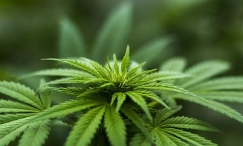 Representative Image (IANS)