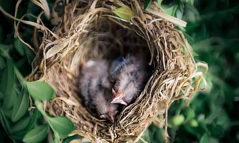 Representative image