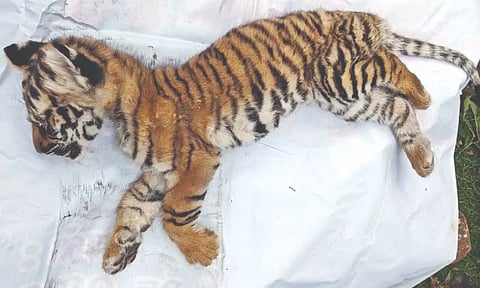 Carcass of the tiger cub found dead in Sigur, ‘Chinna’ Coonoor