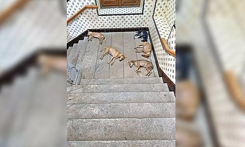 Some of the stray dogs that have made the High Court campus their home