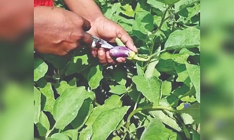 Screen grab of viral video: Fluid being injected into the crops