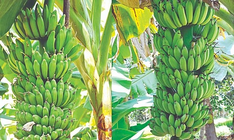 Kaveri Saba and Kaveri Kalki variety