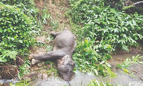 The wild elephant found dead at Injikadu 