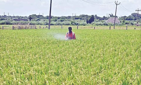 Paddy in ‘milk stage’ in Thanjavur. Fields at this stage should be filled with 2 cm water