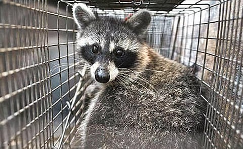 Pathogen hunt In the big city, wildlife researchers are on the prowl