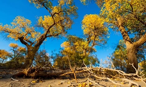 Representative image