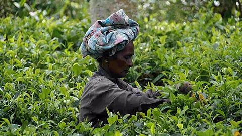 Tea exports fall in first seven months of 2023
